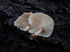 Clitocybe wellingtonensis