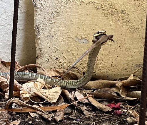 Northern Tree Snake sighting