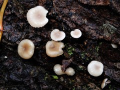 Clitocybe wellingtonensis