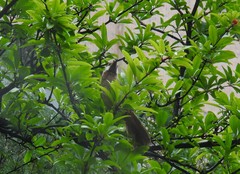 Pterorhinus sannio