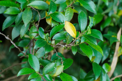Image of Eurya japonica by (c) WATANABE Hitoshi 渡辺仁, some rights reserved (CC BY)