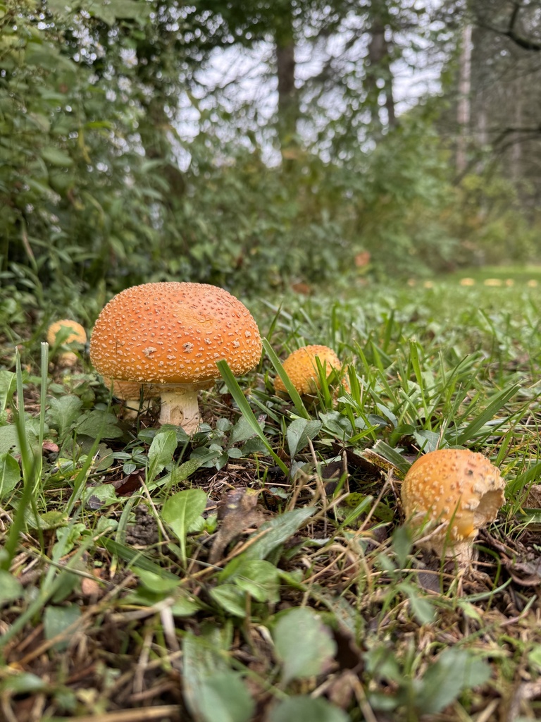 Amanita muscaria<br>31 October, 2024