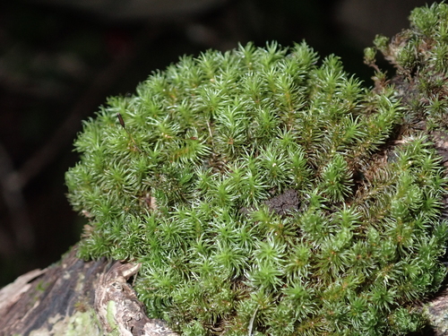 Holomitrium seticalycinum observed 2024-10-12