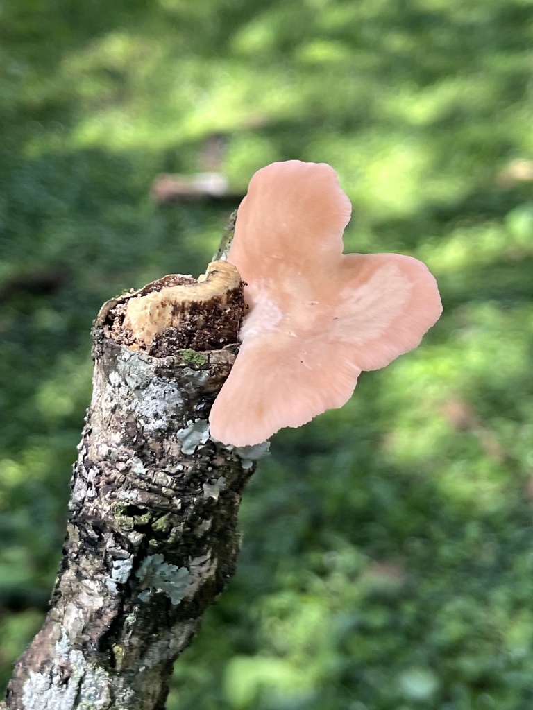 Pleurotus djamor · October 2024 · photo: © arifvf7 (iNaturalist, cc-by)