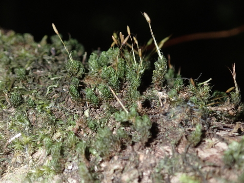 Holomitrium seticalycinum observed 2024-10-12
