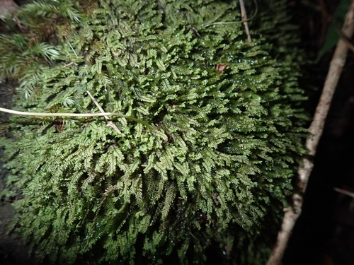 Plagiochila gaudichaudii, 2024-10-12