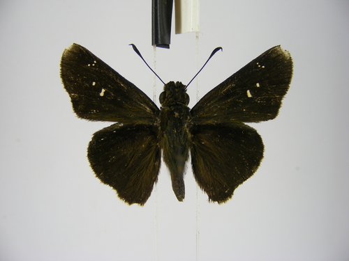 Long-horned Swift