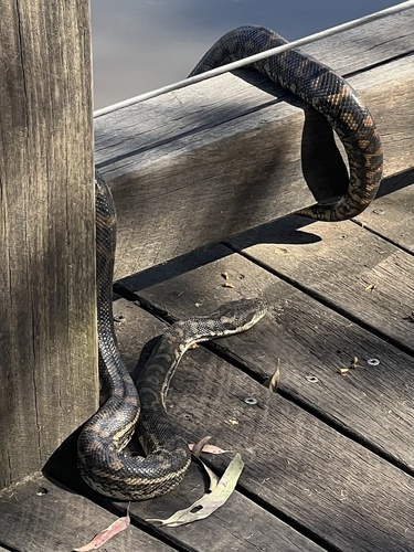 Coastal Carpet Python sighting