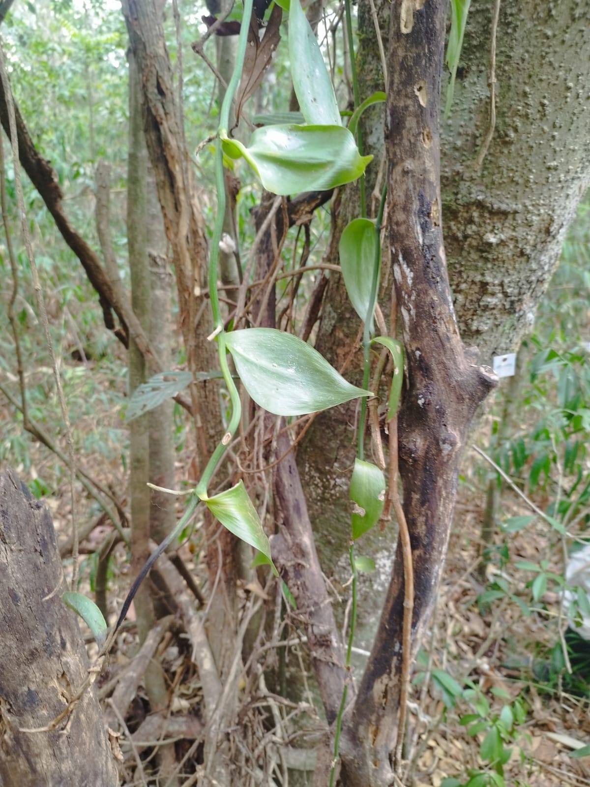 Vanilla edwallii