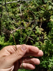 Carex nigra juncea
