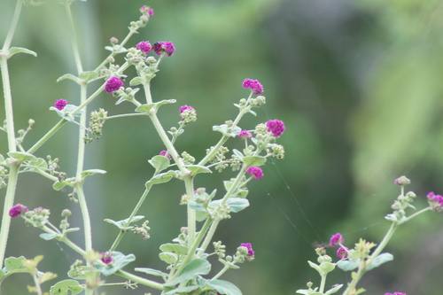 Scarlet spiderling (Boerhavia coccinea)