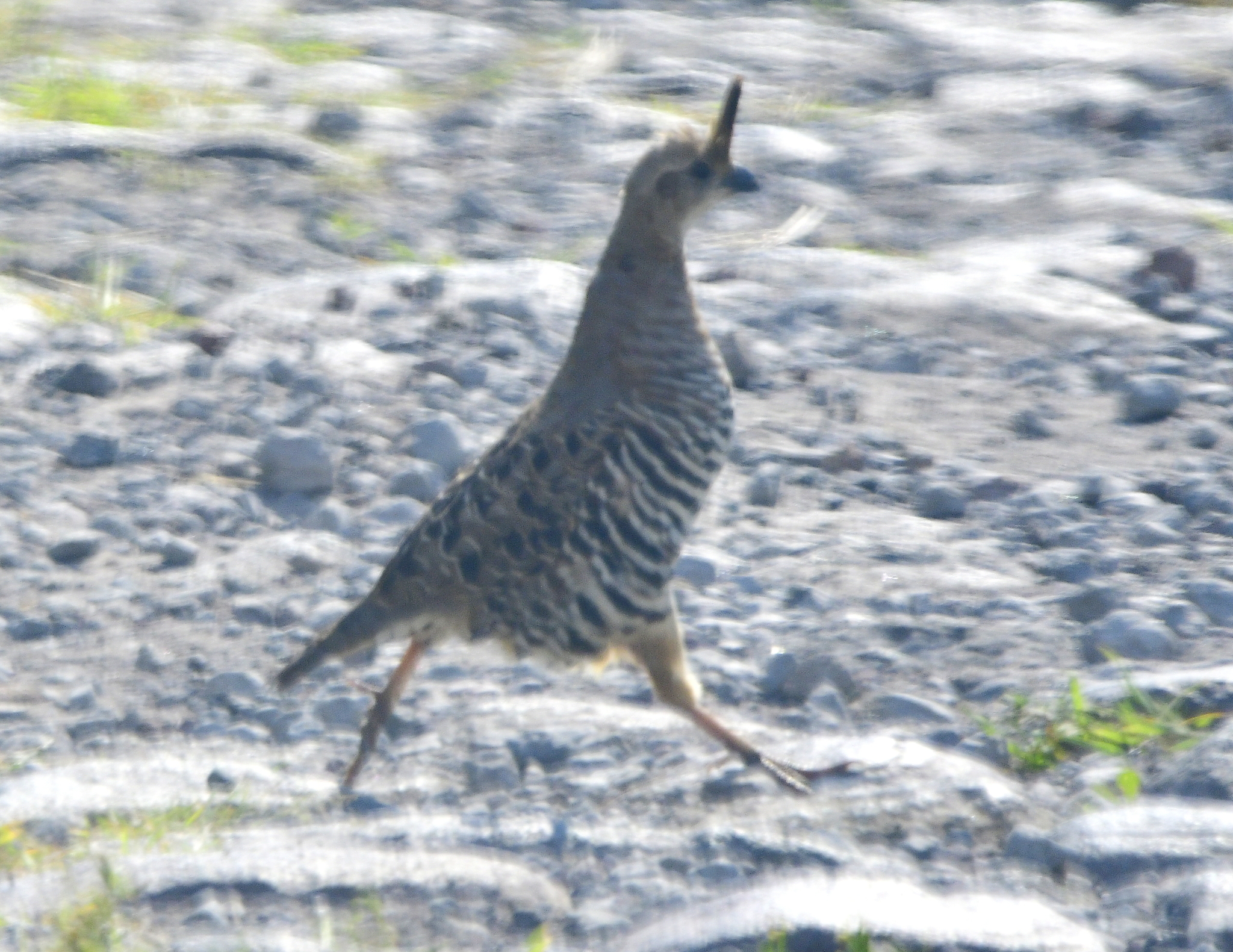 Banded Quail (Philortyx fasciatus), photo 6