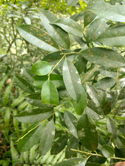 Ilex ficoidea