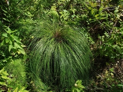 Carex nigra juncea