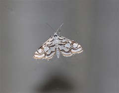 Nymphula nitidulata