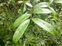 Anodendron benthamianum