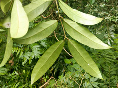 Anodendron benthamianum