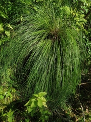 Carex nigra juncea