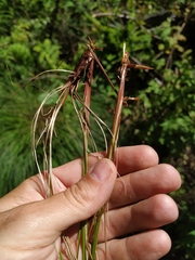 Carex nigra juncea