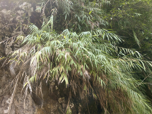 Arundo formosana iNat (3)