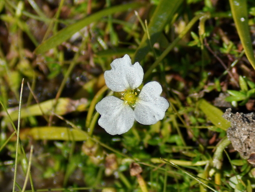 Helanthium tenellum, photograph 6
