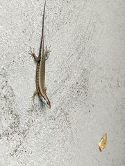 Trachylepis maculilabris