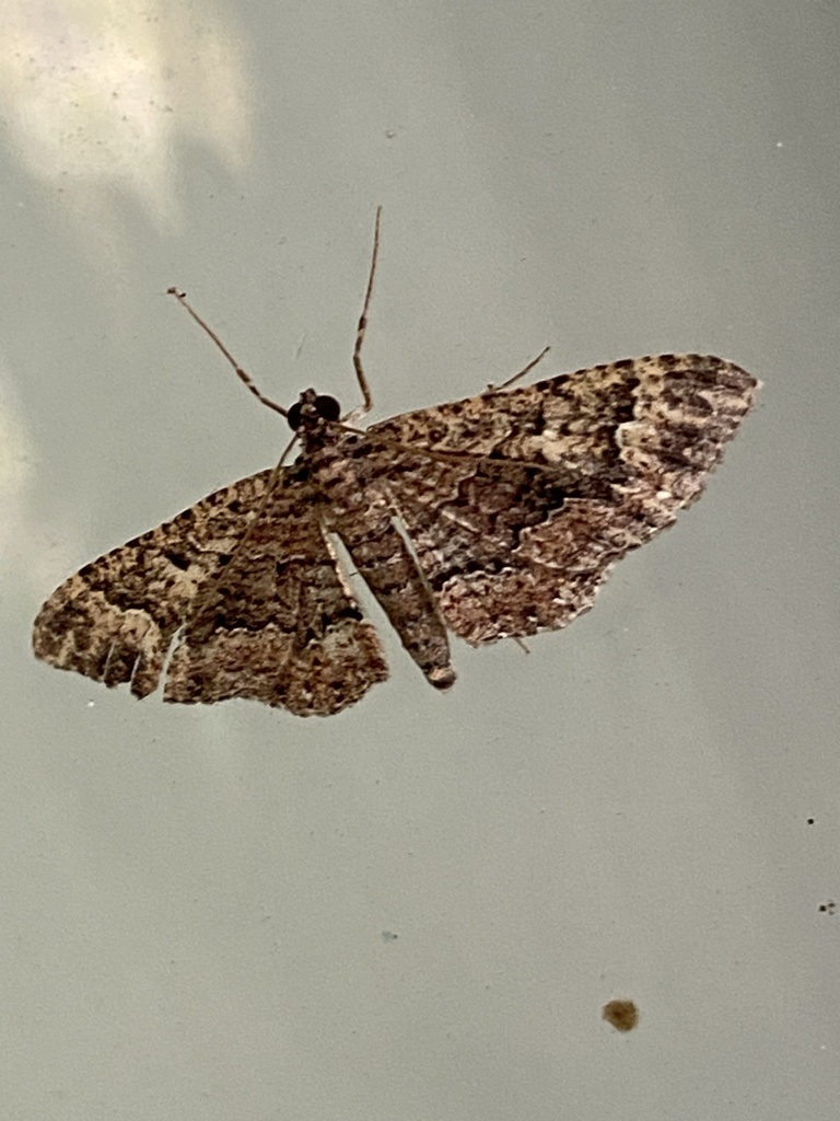 Somber Carpet Moth from David Fort Rd, Argyle, TX, US on October 14 ...