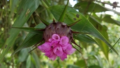 Elleanthus capitatus