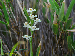 Platanthera brevicalcarata