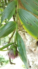 Elleanthus capitatus