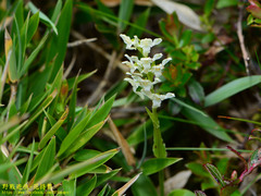 Platanthera brevicalcarata