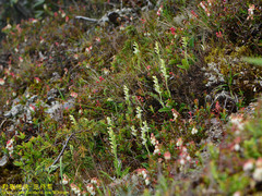 Platanthera brevicalcarata