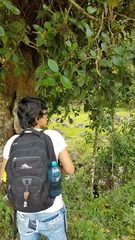 Elleanthus capitatus