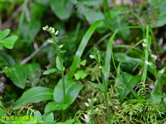 Platanthera brevicalcarata