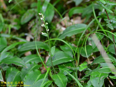 Platanthera brevicalcarata