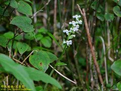 Platanthera brevicalcarata
