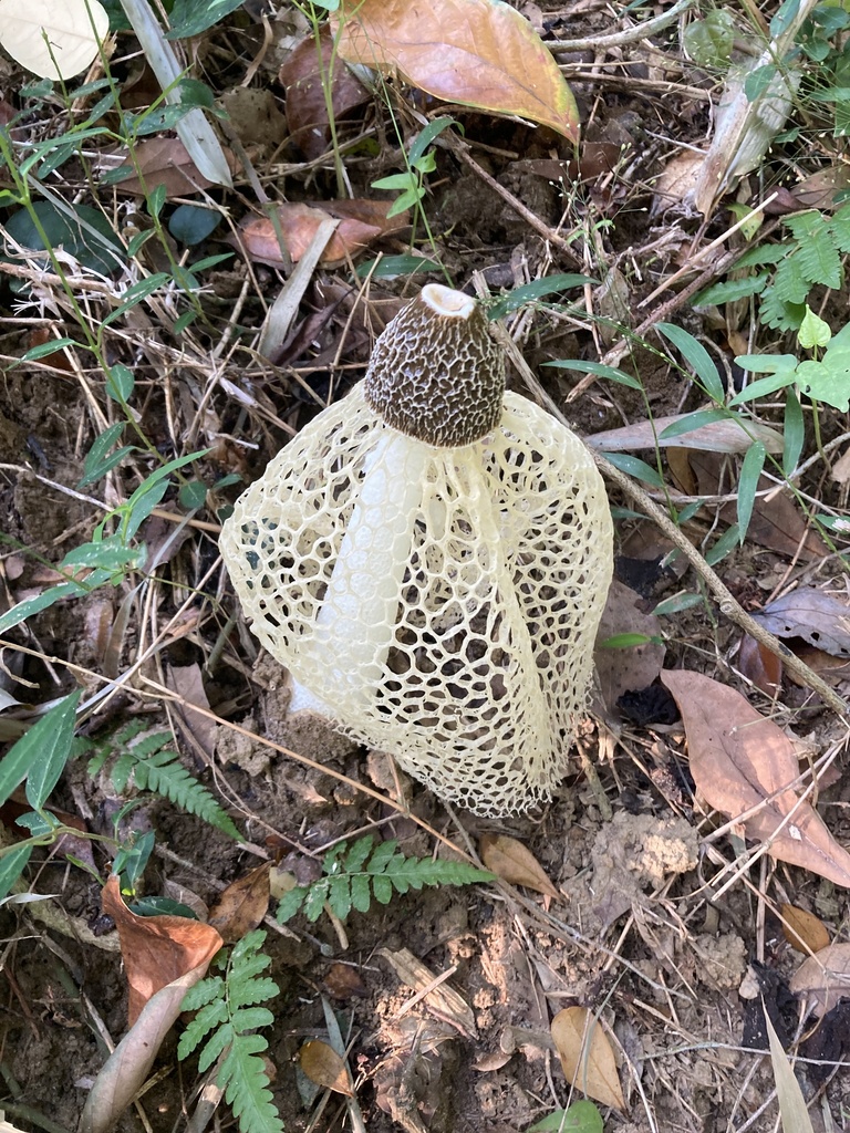Phallus lutescens · October 2024 · photo: © anglerfish890 (iNaturalist, cc-by)