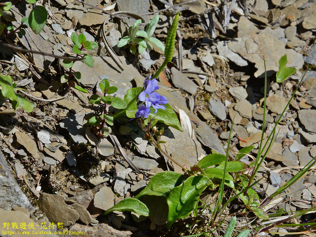 Ophioglossum austroasiaticum