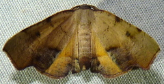 Plagodis fervidaria