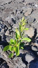 Rumex skottsbergii