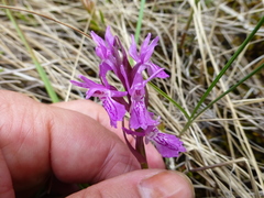 Dactylorhiza traunsteineri