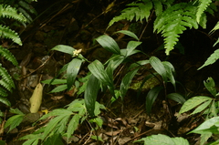 Tropidia curculigoides