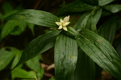 Tropidia curculigoides