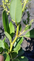 Rumex skottsbergii