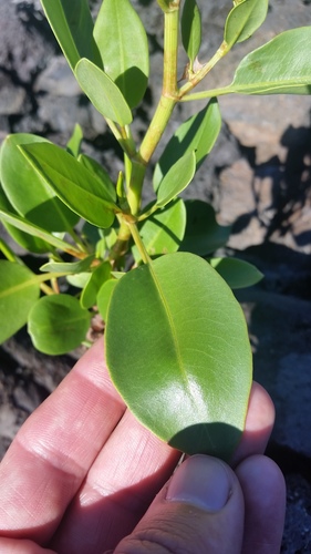 Rumex skottsbergii