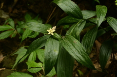 Tropidia curculigoides