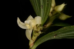 Tropidia curculigoides