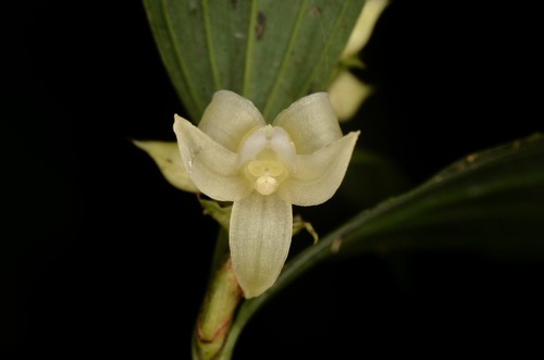 Tropidia