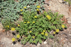 Cymopterus terebinthinus