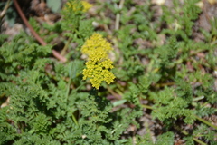 Cymopterus terebinthinus